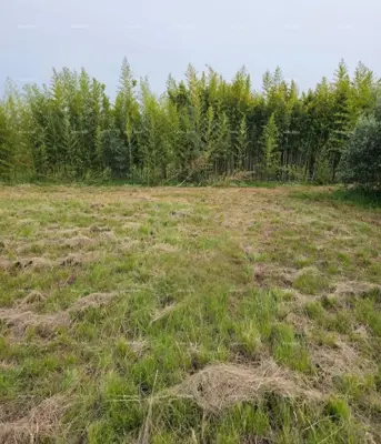 Baugrundstück 990 m², Novigrad, attraktive Lage - 2
