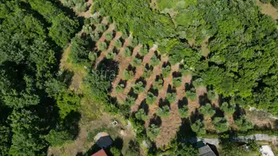 Building land, Mali Vareški - peaceful surroundings and olive trees - 2
