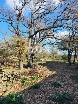 Biograd, Raštane Gornje, Steinhaus auf einem Grundstück von 1.456 m² - 10