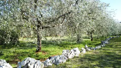 Baugrundstück 1.500 m², Poreč - Meerblick - 3