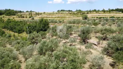 Grundstück 10.531 m², Oprtalj - touristische Zone T1/T2 - 5