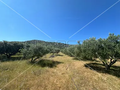 Landwirtschaftsfläche 45 000 m², Dazlina, fruchtbarer Boden - 4