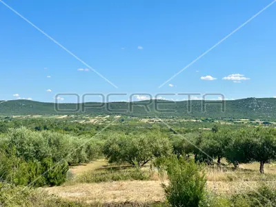 Landwirtschaftsfläche 45 000 m², Dazlina, fruchtbarer Boden - 2