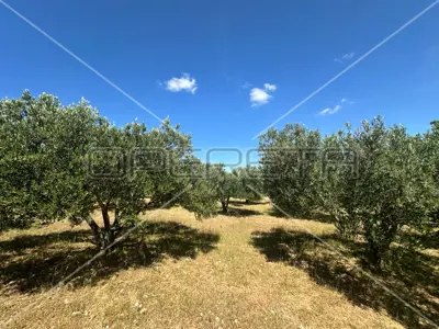 Landwirtschaftsfläche 45 000 m², Dazlina, fruchtbarer Boden - 6