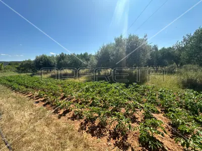Landwirtschaftsfläche 45 000 m², Dazlina, fruchtbarer Boden - 3