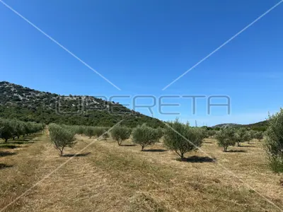 Agricultural land 45 000 m², Dazlina, fertile soil