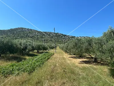 Landwirtschaftsfläche 45 000 m², Dazlina, fruchtbarer Boden - 5