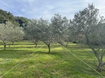 Poljoprivredno zemljište 4 260 m², Punta Križa, maslinik