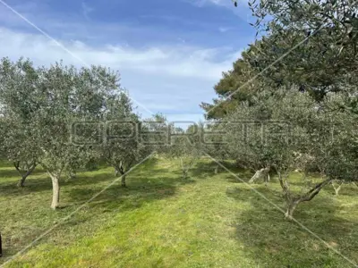 Poljoprivredno zemljište 4 260 m², Punta Križa, maslinik - 2