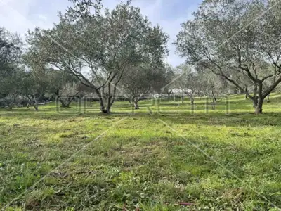 Poljoprivredno zemljište 4 260 m², Punta Križa, maslinik - 4