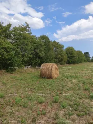 Grundstück 9 964 m², Filipana - eben und an asphaltierten Straßen - 5