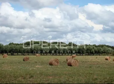 Građevinsko zemljište 16.000 m², Ližnjan - mirno okruženje - 3