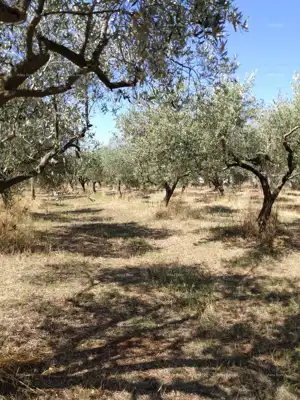 Olivenhain 5 793 m², Pula, Busoler - Istarska, mit Infrastruktur