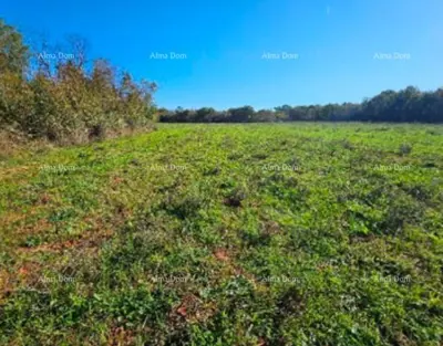 Landwirtschaftsfläche 40 000 m², Marčana, Istarska - 2