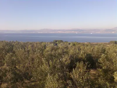 Agricultural land 15 169 m², Mirca - olive grove by dry-stone wall - 6