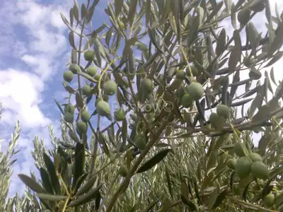 Agricultural land 15 169 m², Mirca - olive grove by dry-stone wall - 4