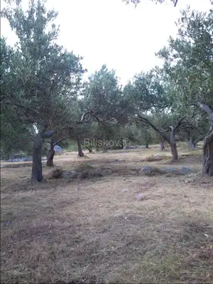 Agricultural land 15 169 m², Mirca - olive grove by dry-stone wall - 7