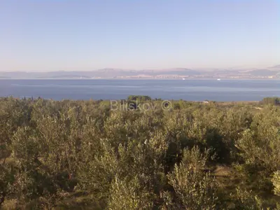 Poljoprivredno zemljište 15 169 m², Mirca - maslinik uz suhozid - 6