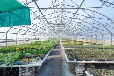 Anwesen 35.000 m², Rovinj - etablierte Gewächshausproduktion - 3