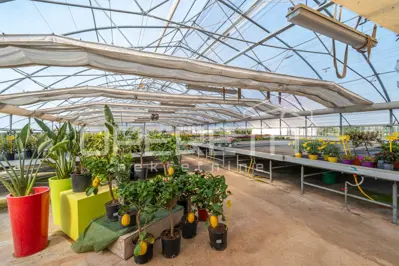Anwesen 35.000 m², Rovinj - etablierte Gewächshausproduktion