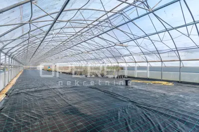 Anwesen 35.000 m², Rovinj - etablierte Gewächshausproduktion - 4