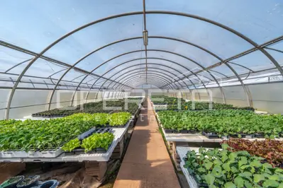 Anwesen 35.000 m², Rovinj - etablierte Gewächshausproduktion - 2
