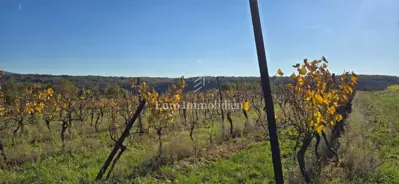 Land 22,440 m², Pićan - olive grove, vineyard and view of Učka - 9