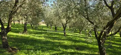 Land 22,440 m², Pićan - olive grove, vineyard and view of Učka - 3