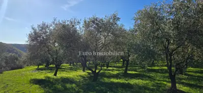 Land 22,440 m², Pićan - olive grove, vineyard and view of Učka - 14