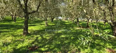 Land 22,440 m², Pićan - olive grove, vineyard and view of Učka - 7