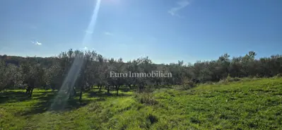 Land 22,440 m², Pićan - olive grove, vineyard and view of Učka - 13