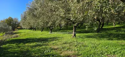 Land 22,440 m², Pićan - olive grove, vineyard and view of Učka - 6
