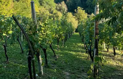 Wochenendhaus, Donja Voća, Blick ins Grüne und auf den Weinberg - 22
