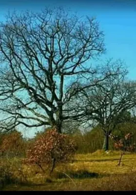 Autentična istarska stancija, pogled na more - Istra, Krnica - 6