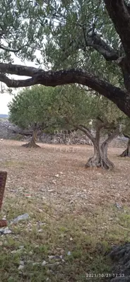 Škrip, Brač, 3097 m², Olivenhain, Meeresnähe und schöner Blick - 6