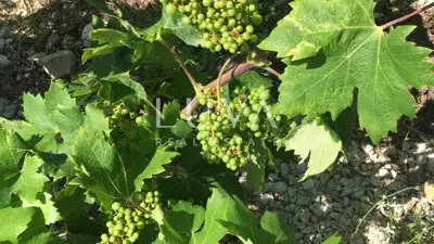 Pelješac, Potomje, zemljište 50.000 m² s vinogradom na prodaju - 4