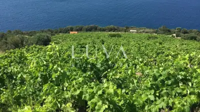 Pelješac, Potomje, zemljište 50.000 m² s vinogradom na prodaju - 3