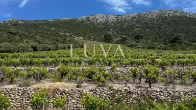 Pelješac, Potomje, zemljište 50.000 m² s vinogradom na prodaju - 2