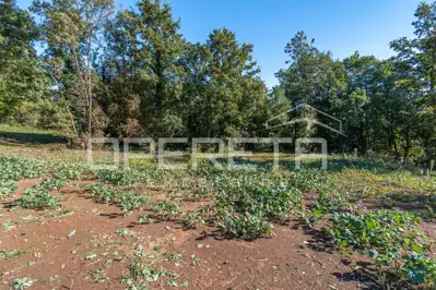 Građevinsko zemljište 1.384 m², Stari Pazin, mir i privatnost