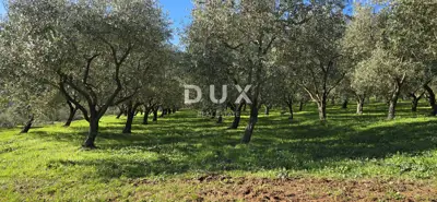 Land 22,440 m², Pićan near Labin - building part and seclusion - 7