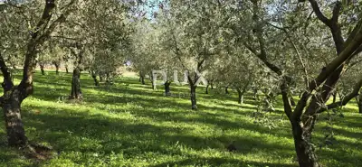 Land 22,440 m², Pićan near Labin - building part and seclusion - 8