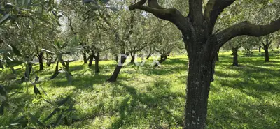Land 22,440 m², Pićan near Labin - building part and seclusion - 2