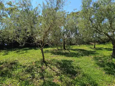 Peroj - landwirtschaftliches Grundstück 2.715 m² in Meeresnähe - 6