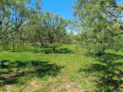 Peroj - landwirtschaftliches Grundstück 2.715 m² in Meeresnähe - 9