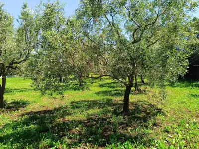 Peroj - landwirtschaftliches Grundstück 2.715 m² in Meeresnähe - 4