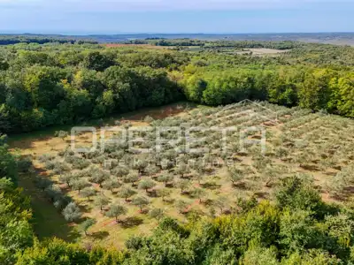 Olive grove, Vižinada - 250 productive olive trees - 4