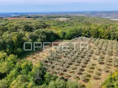 Olive grove, Vižinada - 250 productive olive trees - 2