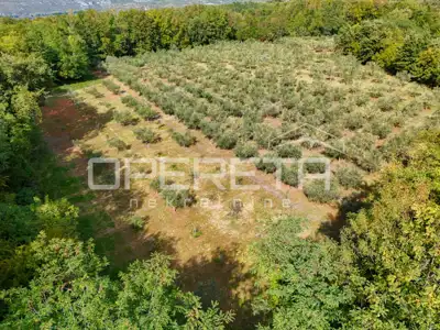 Olive grove, Vižinada - 250 productive olive trees - 5