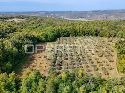 Olive grove, Vižinada - 250 productive olive trees