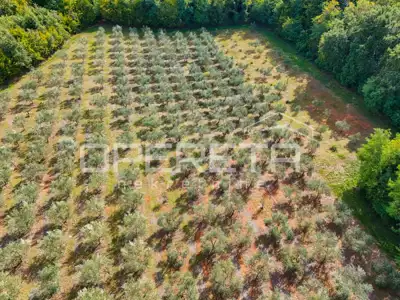 Olive grove, Vižinada - 250 productive olive trees - 3